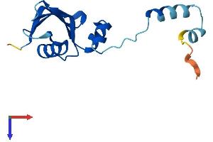 RPS24 Protein (AA 1-133) (His tag)