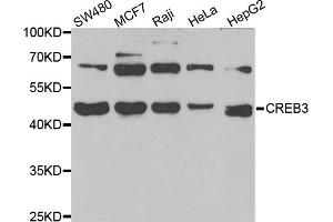 Western blot analysis of extracts of various cell lines, using CREB3 antibody (ABIN5973944) at 1/1000 dilution. (CREB3 antibody)