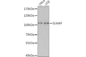 Western blot analysis of extracts of various cell lines, using SLMAP Rabbit pAb (ABIN7270147) at 1:3000 dilution. (SLMAP antibody  (AA 540-790))