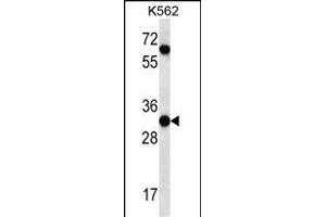 PI15 Antibody (N-term) (ABIN657253 and ABIN2846351) western blot analysis in K562 cell line lysates (35 μg/lane). (PI15 antibody  (N-Term))