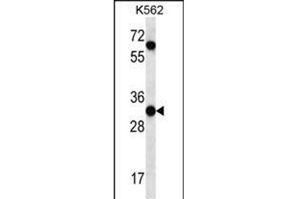 PI15 anticorps  (N-Term)