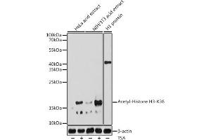 Western blot analysis of extracts of various cell lines, using Acetyl-Histone H3-K36 antibody (ABIN7267739) at 1:1000 dilution. (Histone H4 antibody  (H3K36))