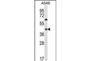 C109B Antibody (C-term) (ABIN656289 and ABIN2845598) western blot analysis in A549 cell line lysates (35 μg/lane). (C109B (AA 291-320), (C-Term) antibody)