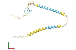 AlphaFold protein structure predicition of Human Recombinant SREK1IP1 Protein, UniprotID Q8N9Q2 (SFRS12IP1 Protein (AA 1-155) (His tag))