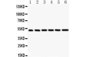 Observed bind size: 50KD (NFKB1 antibody  (AA 1-360))