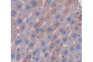Figure. (ANGPTL6 antibody  (AA 238-457))