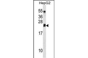 DHRS4L2 Antibody (Center) (ABIN1537823 and ABIN2849908) western blot analysis in HepG2 cell line lysates (35 μg/lane). (DHRS4L2 antibody  (AA 132-158))