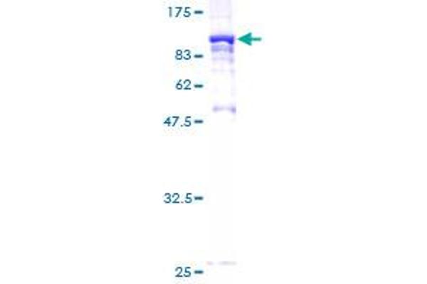 STXBP2 Protein (AA 1-590) (GST tag)