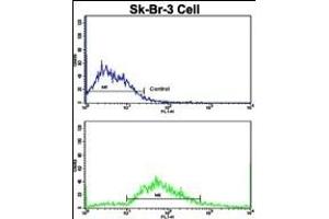 Flow cytometric analysis of SK-Br-3 cells using ITGAX Antibody (C-term)(bottom histogram) compared to a negative control cell (top histogram). (CD11c antibody  (C-Term))