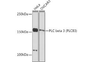 Western blot analysis of extracts of various cell lines, using PLC beta 3 (PLC beta 3 (PLCB3)) Rabbit mAb (ABIN7269346) at 1:1000 dilution. (PLCB3 antibody)