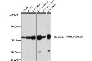 Western blot analysis of extracts of various cell lines, using RUVBL1/TIP49A/PONTIN Rabbit mAb (ABIN7270118) at 1:1000 dilution. (RUVBL1 antibody)