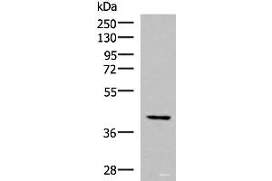 IST1 antibody