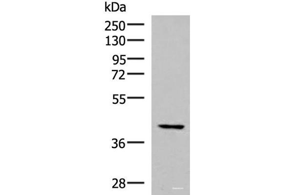 IST1 antibody