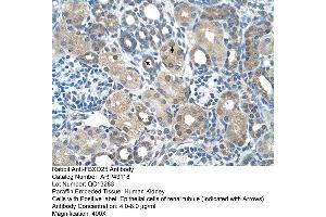 Human kidney (FBXO25 antibody  (C-Term))