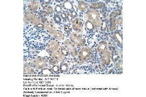 Human kidney (FBXO25 antibody  (C-Term))