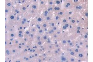 Detection of UMODL1 in Mouse Liver Tissue using Polyclonal Antibody to Uromodulin Like Protein 1 (UMODL1) (UMODL1 antibody  (AA 34-306))