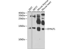 Western blot analysis of extracts of various cell lines, using DYNLT1 antibody  at 1:1000 dilution. (DYNLT1 antibody  (AA 1-113))