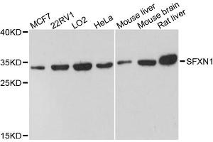 Western blot analysis of extracts of various cell lines, using SFXN1 antibody. (SFXN1 antibody)