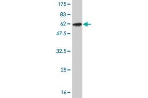 Western Blot detection against Immunogen (52. (CLIC1 antibody  (AA 1-241))