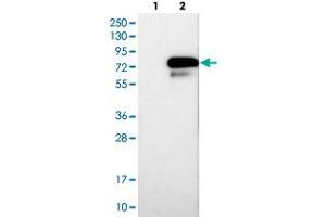 Western blot analysis of HEK293T cell lysate using HNF1B polyclonal antibody . (HNF1B antibody)
