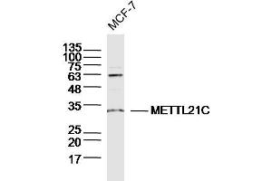 MCF-7 lysates probed with METTL21C Polyclonal Antibody, Unconjugated  at 1:300 dilution and 4˚C overnight incubation. (METTL21C antibody  (AA 31-130))