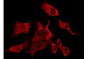 ABIN6276239 staining Hela by IF/ICC. (MRGPRX3 antibody  (Internal Region))