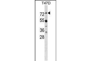 Western blot analysis in T47D cell line lysates (35ug/lane). (MX1 antibody  (AA 409-437))