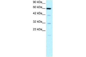 Human HepG2; WB Suggested Anti-SLC30A9 Antibody Titration: 0. (SLC30A9 antibody  (N-Term))