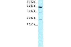 Human HepG2; WB Suggested Anti-SLC30A9 Antibody Titration: 0.