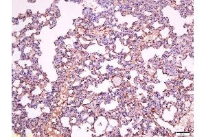 Formalin-fixed and paraffin embedded rat lung labeled with Anti-Sialoadhesin Polyclonal Antibody, Unconjugated  at 1:500 followed by conjugation to the secondary antibody and DAB staining