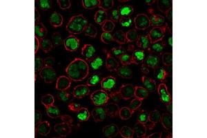 Immunofluorescence (IF) image for anti-Nucleolin (NCL) antibody (ABIN6940176)