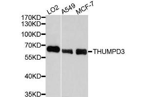 Western blot analysis of extracts of various cell lines, using THUMPD3 antibody.