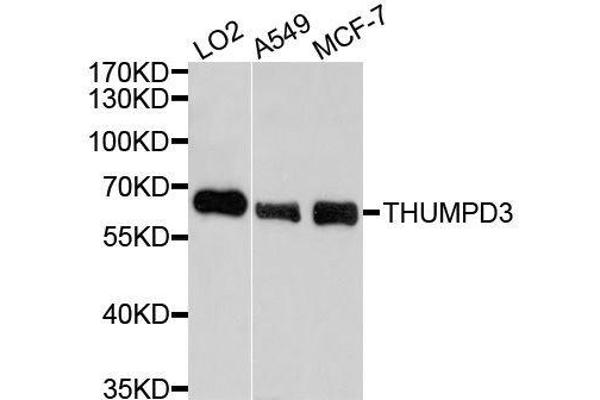 THUMPD3 antibody  (AA 1-250)