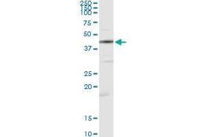 Immunoprecipitation of CKM transfected lysate using anti-CKM monoclonal antibody and Protein A Magnetic Bead , and immunoblotted with CKM MaxPab rabbit polyclonal antibody. (CKM antibody  (AA 1-381))