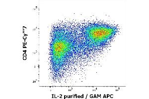 Flow cytometry multicolor intracellular staining of human PMA + ionomycin stimulated and Brefeldin A treated peripheral whole blood showing lymphocytes stained using anti-human CD4 (MEM-241) PE-Cy™7 antibody (4 μL reagent / 100 μL of peripheral whole blood) and anti-human IL-2 (35C3) purified antibody (concentration in sample 0,5 μg/mL, GAM APC). (IL-2 antibody)