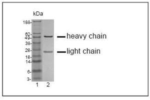 SDS-PAGE analysis of purified GR-3G7 monoclonal antibody. (Botulinum Neurotoxin Type B (BoNT/B) antibody)