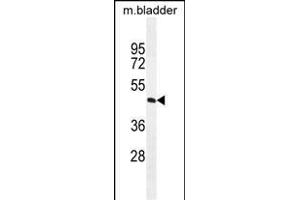 DC1A Antibody (N-term) 11185a western blot analysis in mouse bladder tissue lysates (35 μg/lane).