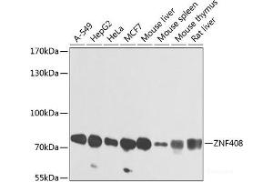 ZNF408 antibody