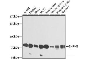 Western blot analysis of extracts of various cell lines using ZNF408 Polyclonal Antibody at dilution of 1:1000. (ZNF408 antibody)