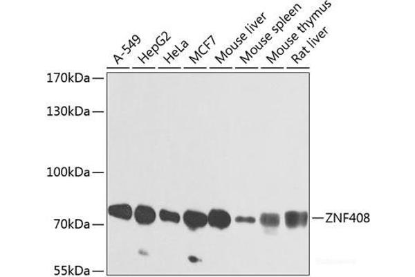 ZNF408 anticorps