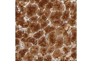 Immunohistochemical staining of human stomach with SCAP polyclonal antibody  shows strong cytoplasmic positivity in glandular cells at 1:10-1:20 dilution. (SREBF chaperone antibody)