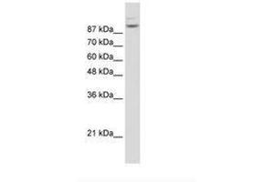 Image no. 3 for anti-Matrin 3 (MATR3) (N-Term) antibody (ABIN203258) (MATR3 antibody  (N-Term))