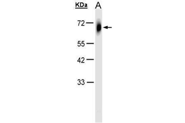 TRIM23 antibody  (N-Term)