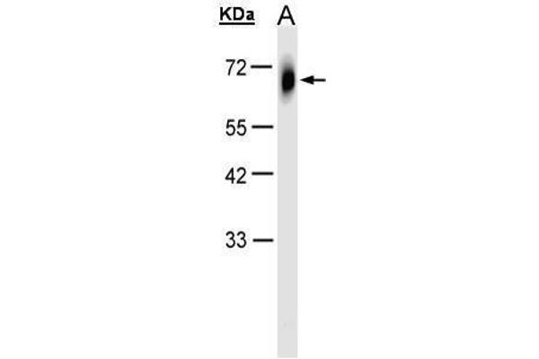 TRIM23 抗体  (N-Term)