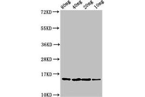 Western Blot Positive WB detected in Recombinant protein All lanes: yebF antibody at 2. (YebF (AA 22-118) antibody)