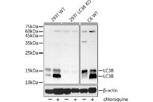 LC3B antibody