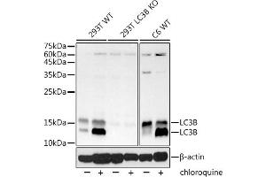 Western blot analysis of extracts from wild type (WT) and [KO Validated] LC3B Rabbit mAb knockout (KO) 293T cells, using [KO Validated] LC3B Rabbit mAb (ABIN7268519) at 1:1000 dilution. (LC3B antibody)
