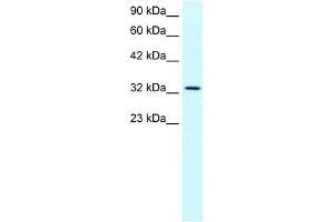 WB Suggested Anti-SNAPC2 Antibody Titration:  0. (SNAPC2 antibody  (Middle Region))