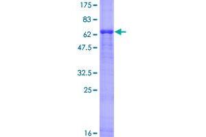 Hypoxia Inducible Factor 1, alpha Subunit Inhibitor (HIF1AN) (AA 1-349) protein (GST tag)