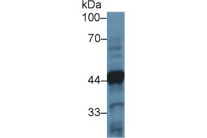 Western blot analysis of Mouse Cerebellum lysate, using Human TH Antibody (2 µg/ml) and HRP-conjugated Goat Anti-Rabbit antibody (